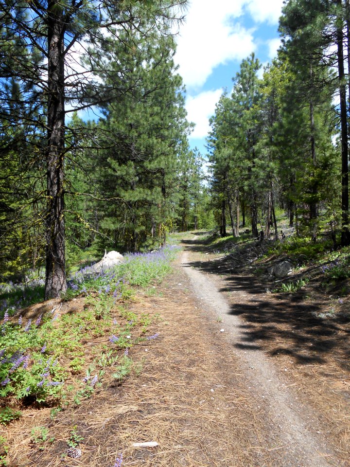 ForestPhoto--old road turned motorcycle-bike trail in Thrapp Mtn area MVRD byJohnTannehill 2013-06-10