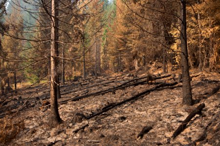 burned-forest