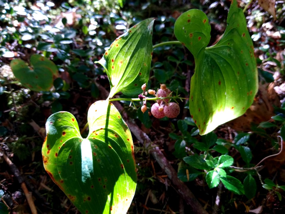 False Lily of the Valley berries, Mt. Baker-Snoqualmie National Forest. Photo by Anne Vassar, August 27 2020.