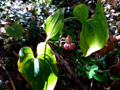 False Lily of the Valley berries, Mt. Baker-Snoqualmie National Forest. Photo by Anne Vassar, August 27 2020.