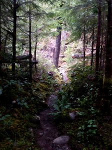 201902 FS Olympic Gray Wolf Trail.