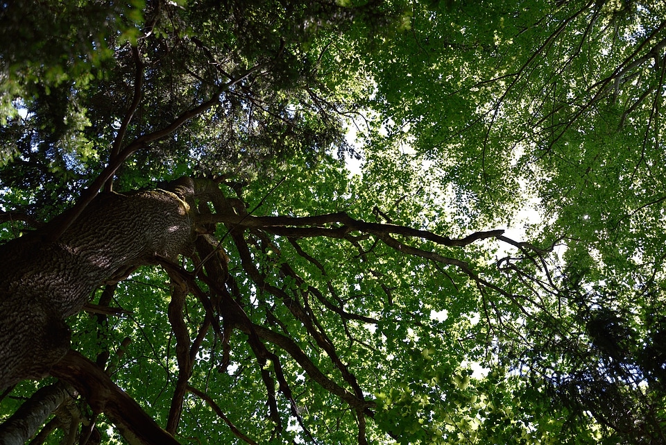 Aesthetic leaves nature