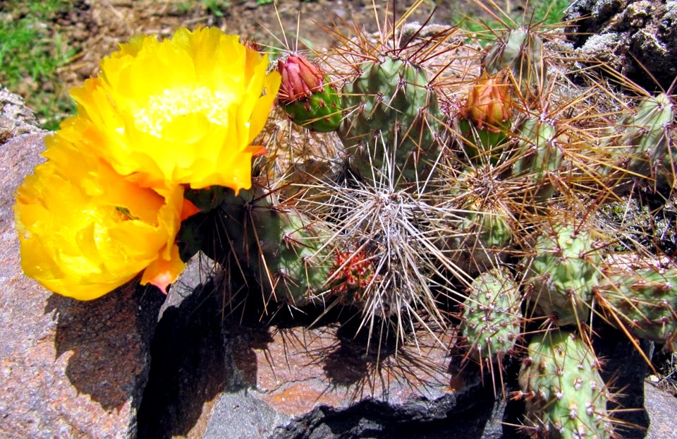 Cactus en flor, Sibayo Rumillacta, Cailloma, Arequipa, Perú