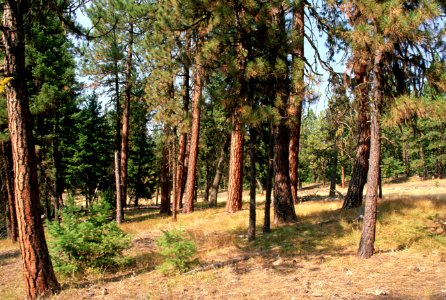 Ponderosa pine stand, Wallowa Whitman National Forest.jpg photo