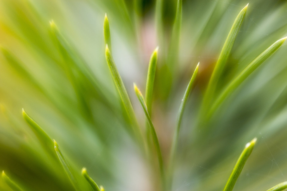 Health background plants