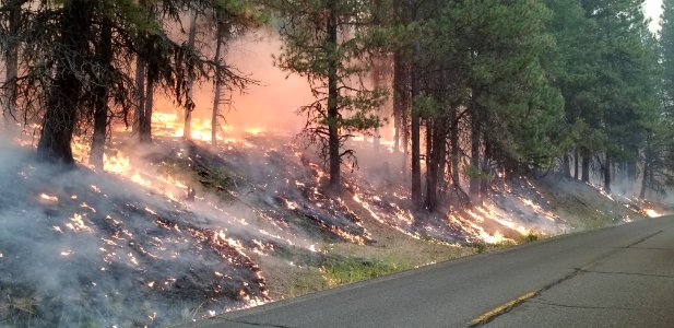 Flames climb up the hill burning underbrush and saplings leaving mature trees unharmed on the Canyon 66 Prescribed fire