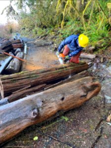 2021-02-20-Olympic-Clearing the Quinault LakeshoreTrail.