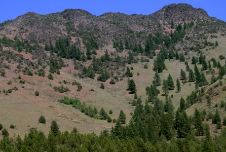 Aldrich Mountains, Malheur National Forest photo