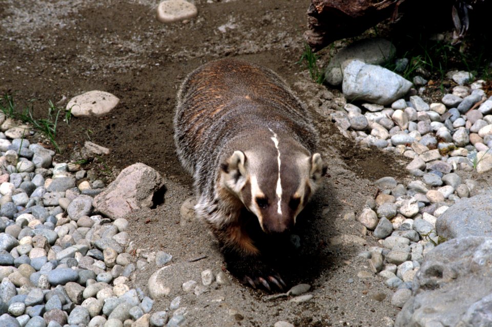 Badger, wildlife.jpg