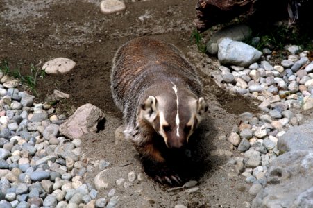 Badger, wildlife.jpg