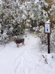 ChelanRidgeHawkWatchSnowEvent-DogGingerAtTrailhead0.1mileNorthOfCamp ChelanRD-OkaWenNFbyJanet MillardUSFS 2019-09-28