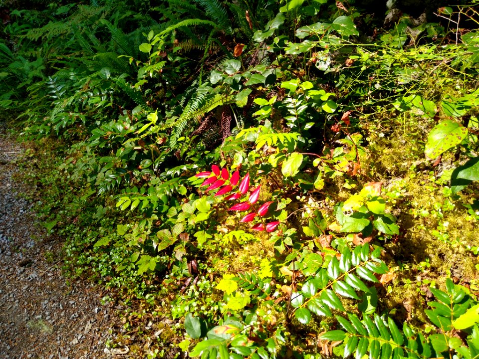 Forest floor along the Old Sauk Trail, Mt. Baker-Snoqualmie National Forest. Photo by Anne Vassar July 30, 2020.
