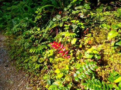 Forest floor along the Old Sauk Trail, Mt. Baker-Snoqualmie National Forest. Photo by Anne Vassar July 30, 2020. photo