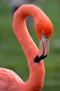 Animal pink feathers photo