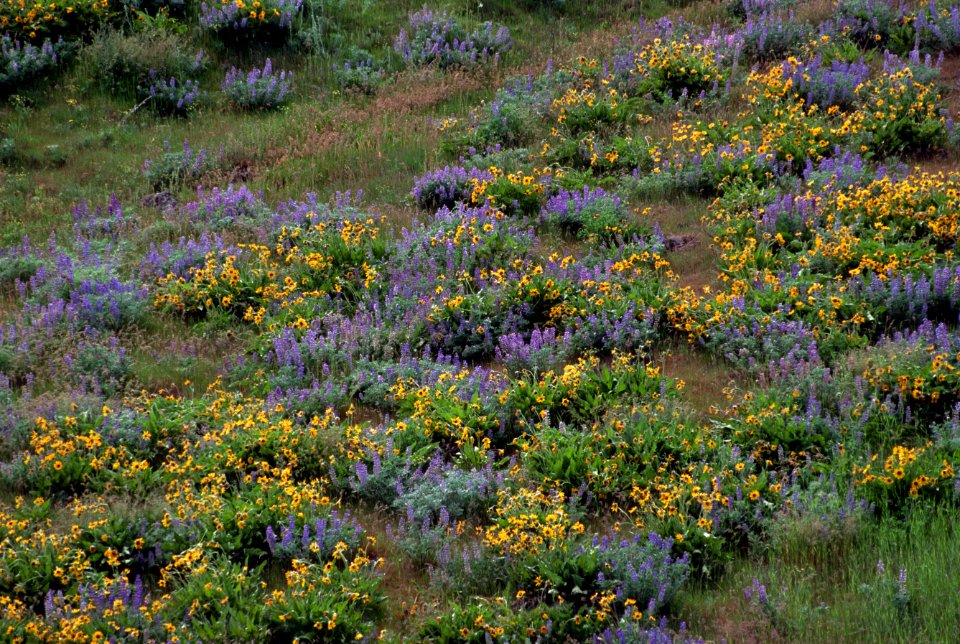 Field of Wildflowers.jpg