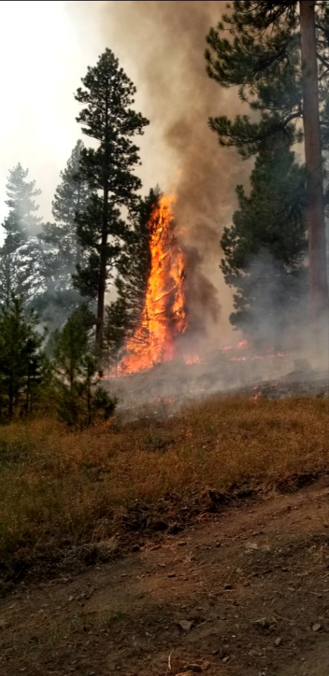 A sappling torches leaving larger trees unharmed on the Canyon 66 Prescribed fire