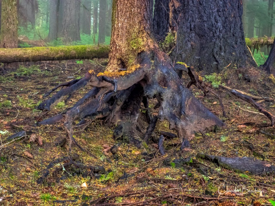 Burned out tree roots along Larch Mountain Trail. Photo courtesy of Trailkeepers of Oregon.