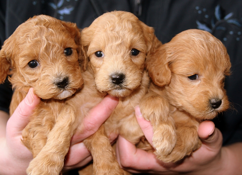 Golden doggies brown puppy