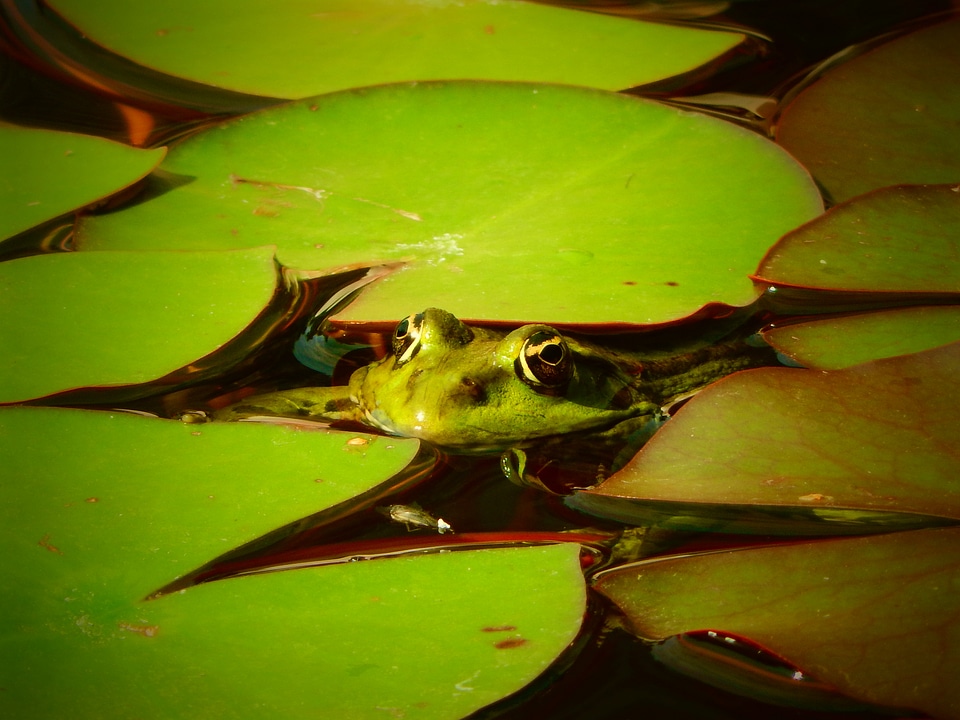 Animal water nature