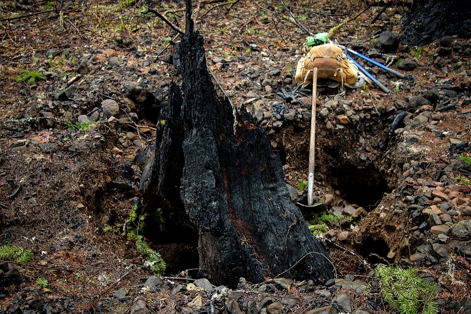 Burned out stump and hole near the trail