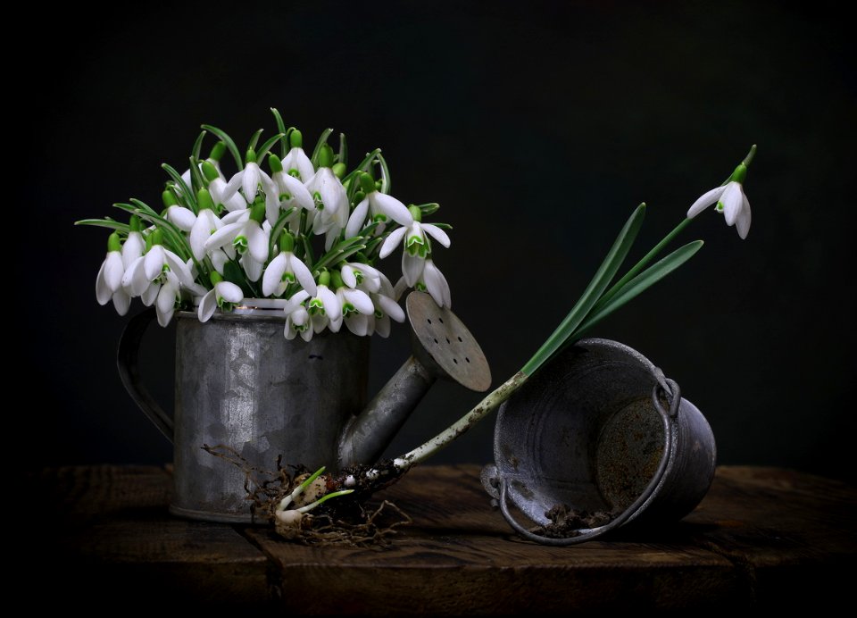 snowdrops