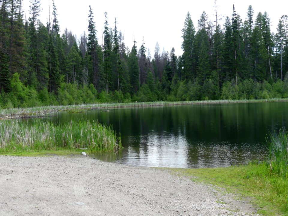 Colville NF Ferry Lake June 2020 by Sharleen Puckett 9