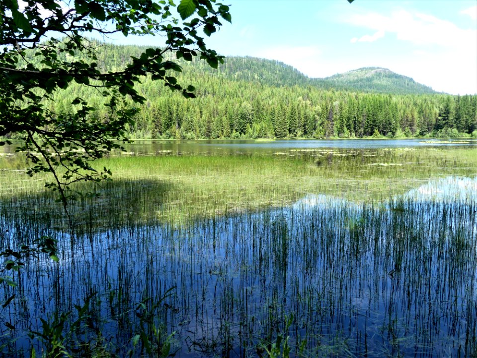 Colville NF Big Meadow Lake Trail shallows June 2020 by Sharleen Puckett