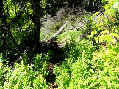 Colville NF Davis Lake Tral June 2020 by Sharleen Puckett 10