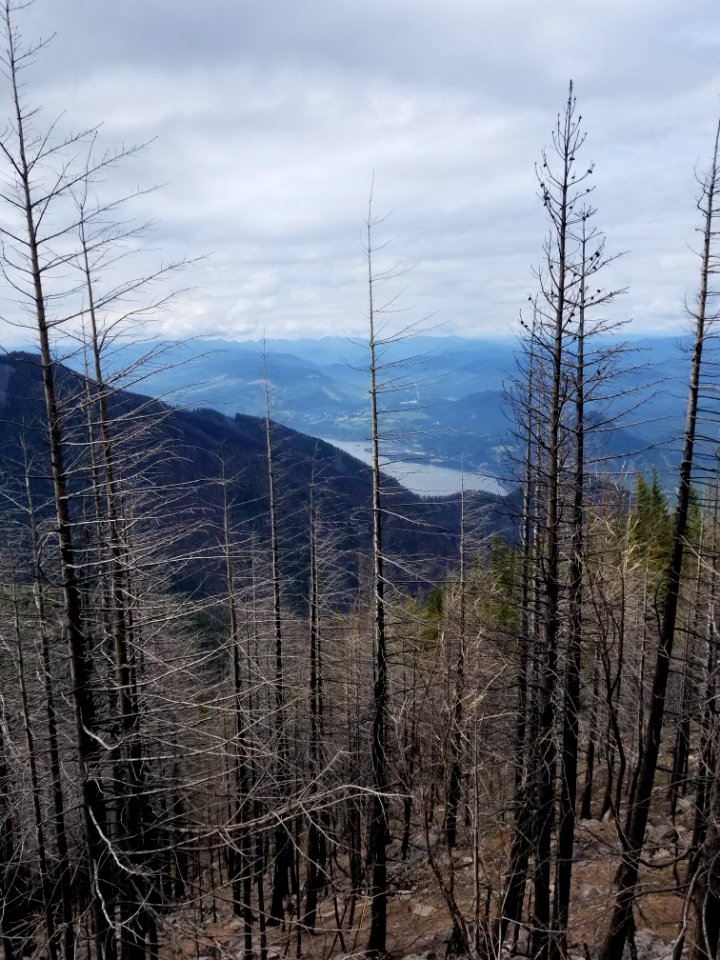View from Mt Defiance Trail post Eagle Creek burn, by Joe Thiel, Forest Service Law Enforcement