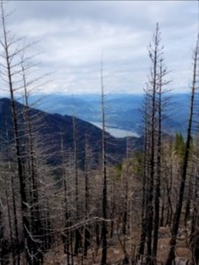 View from Mt Defiance Trail post Eagle Creek burn, by Joe Thiel, Forest Service Law Enforcement