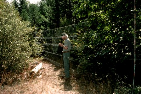 Migratory bird study, mist netting-4.jpg