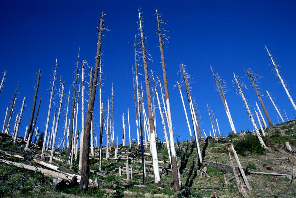 Gifford Pinchot National Forest, Mt St Helens NVM-5.jpg