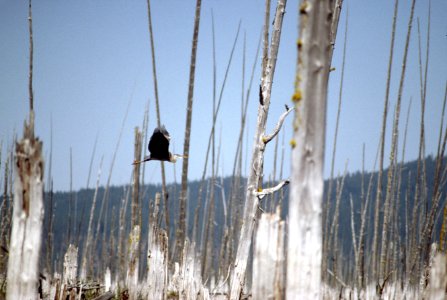 Great blue heron in flight