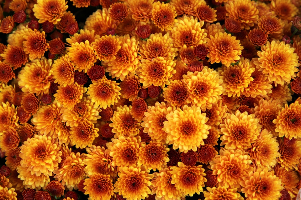 Bloom blossom petal