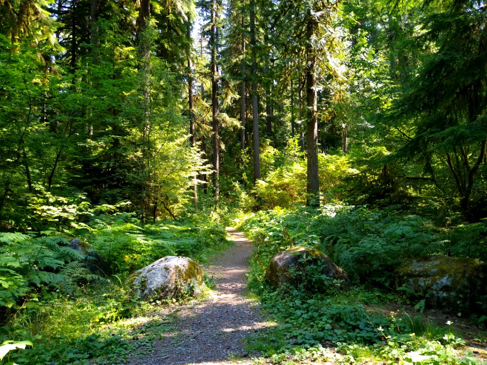 Old Sauk Trail, Mt. Baker-Snoqualmie National Forest. Photo by Anne Vassar July 30, 2020.