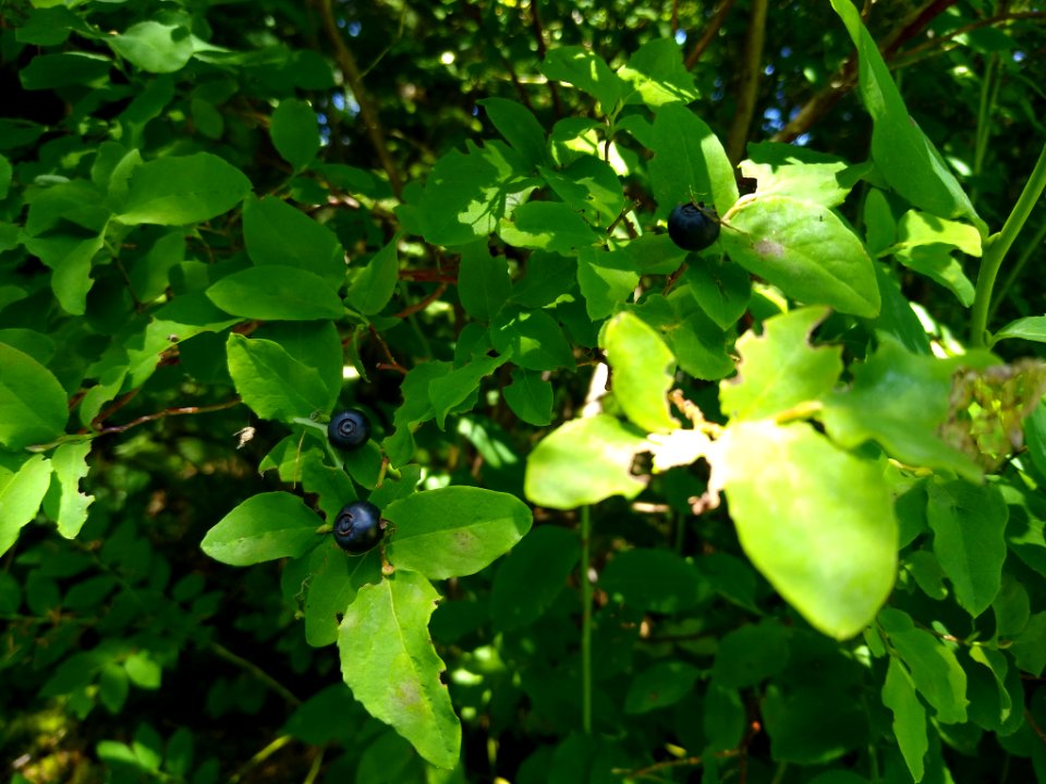 Blueberries at Verlot, Mt. Baker-Snoqualmie National Forest. Photo by Anne Vassar July 15, 2020 photo