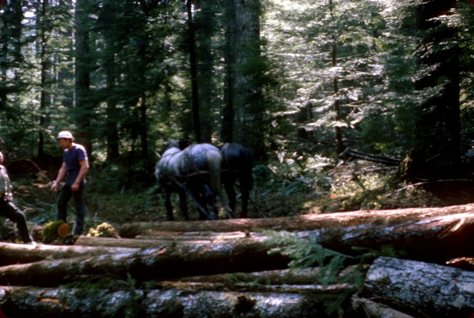 Mt Hood National Forest, timber harvest-2.jpg