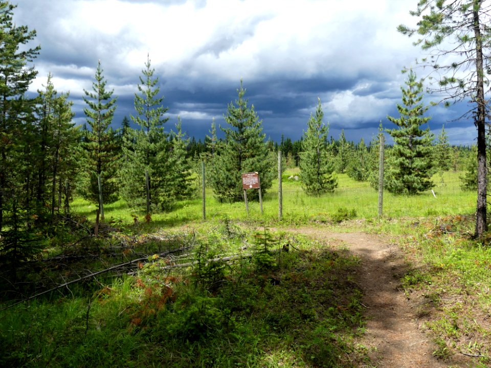 Colville NF Frater Lake June 2020 by Sharleen Puckett 13