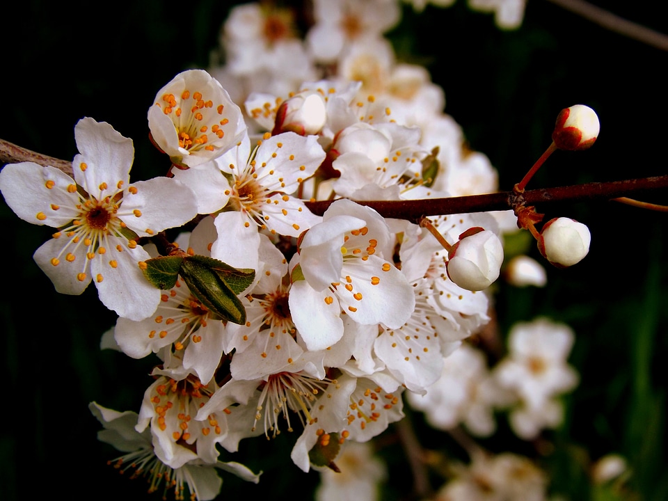 Flower white spring casey