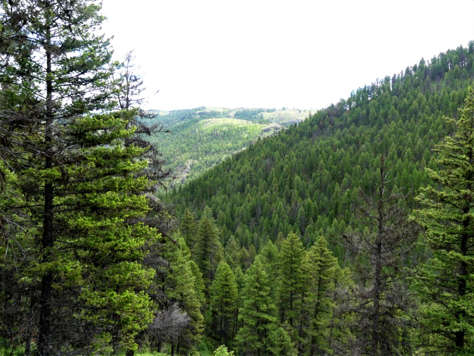 Colville NF - 10-mile trail - vista 2 - June 2020 - Sharleen Puckett
