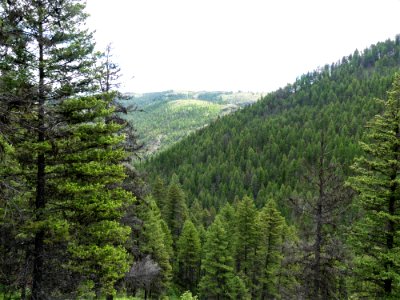 Colville NF - 10-mile trail - vista 2 - June 2020 - Sharleen Puckett