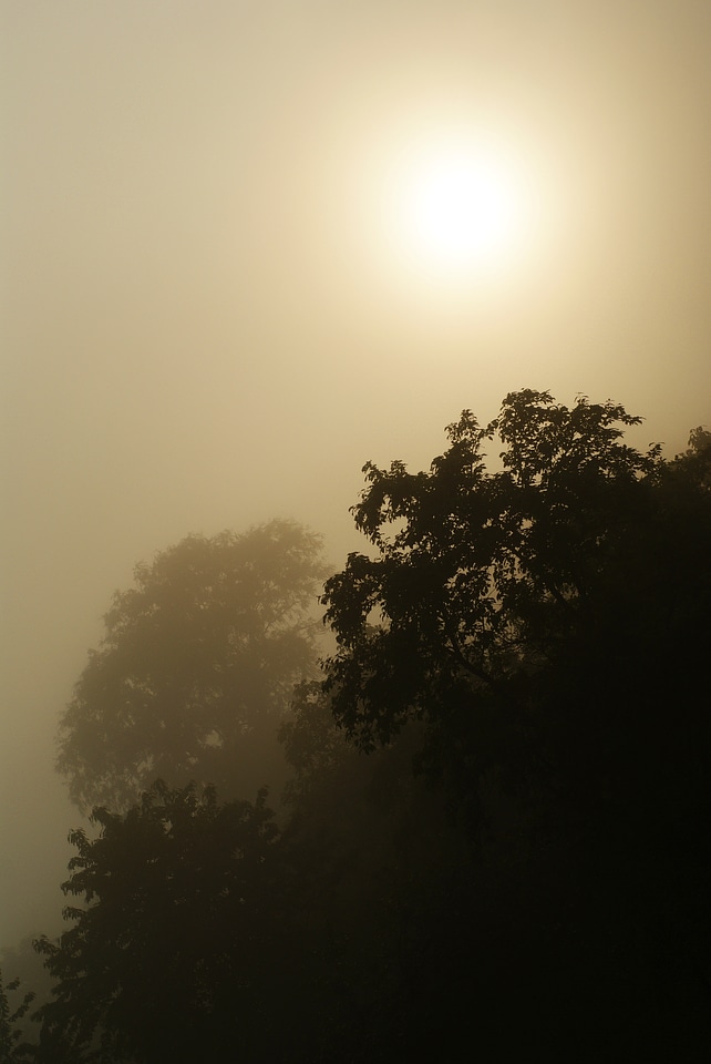Mist fog nature