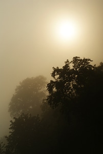 Mist fog nature photo