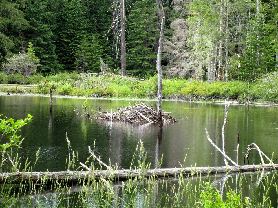 Gifford Pinchot Beaver Pond within Cowlitz Valley Ranger District US Forest Service Photo