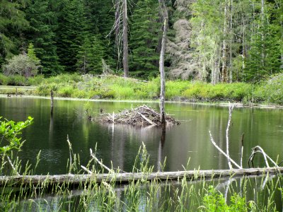 Gifford Pinchot Beaver Pond within Cowlitz Valley Ranger District US Forest Service Photo