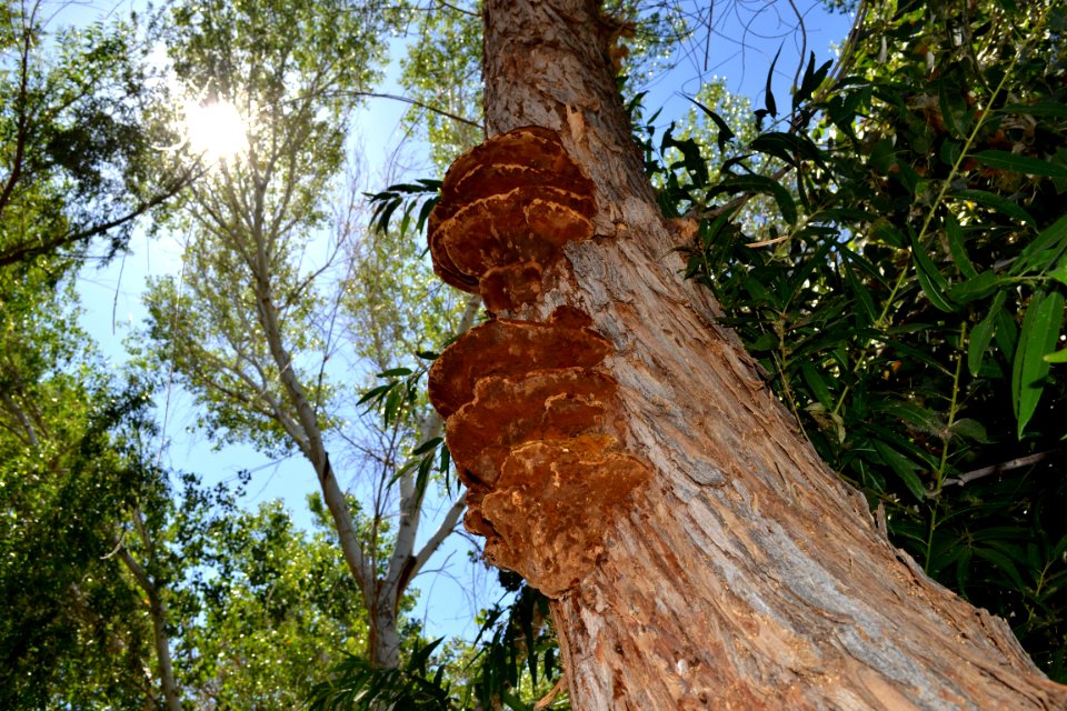 Shrooms