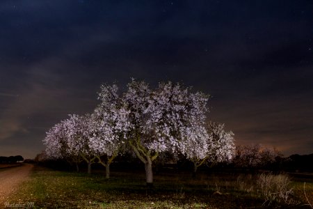 No sé de quién serán estos almendros....