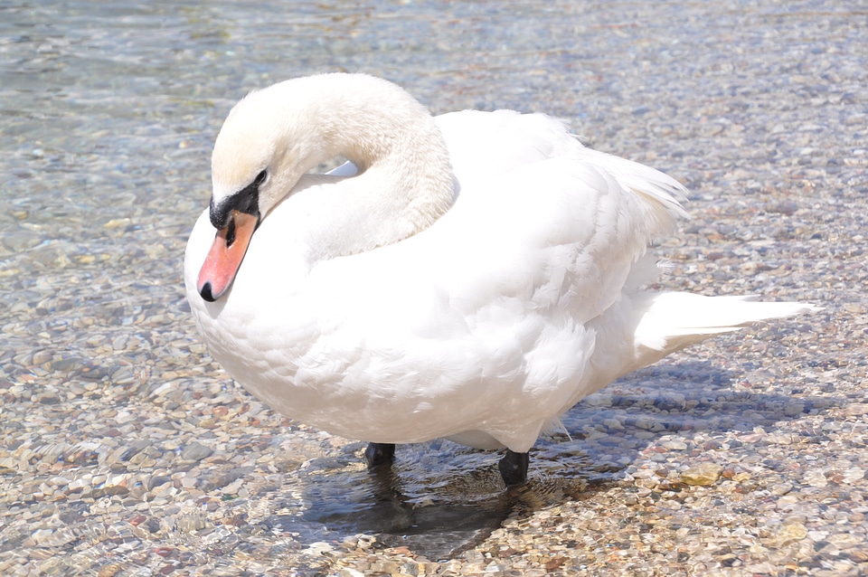 Water bird lake white bird