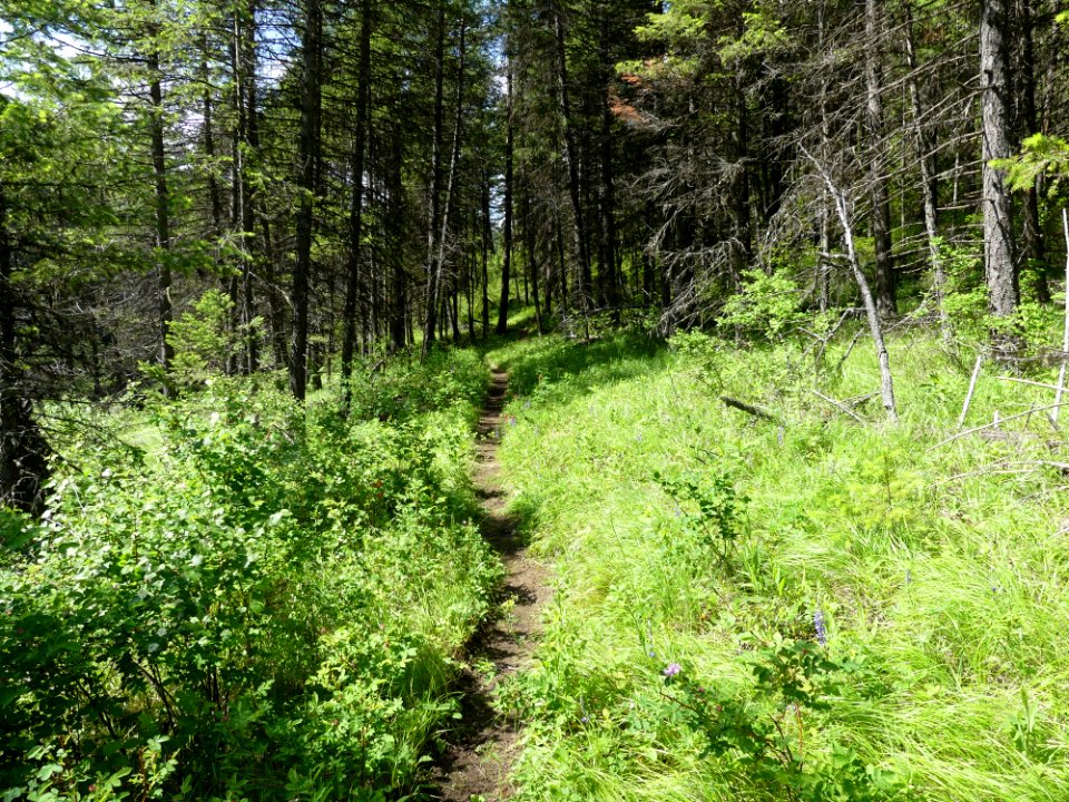 13 Mile Trail June 2020 brush trail by Sharleen Puckett