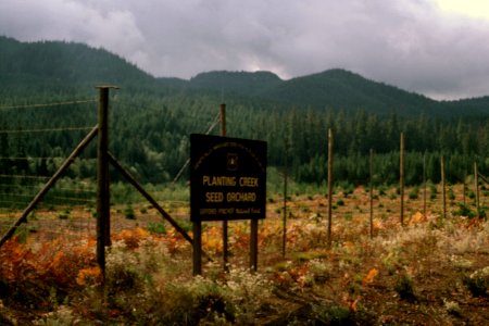 Gifford Pinchot National Forest, silviculture-7.jpg